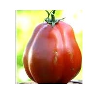 Tomate Canestrino. 1,5 Gr.