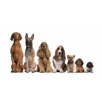 Advantix Antiparasitario con 4 Pipetas, Perro