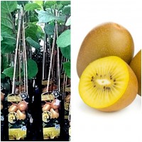 Planta Kiwi Amarillo Hembra. Actinia Delicios