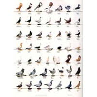 Poster de Palomas II