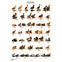 Poster Patos I