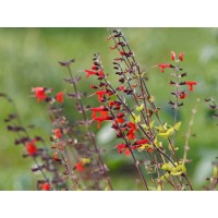 Semillas de Salvia Roja. Coccinea Scarlet. 10