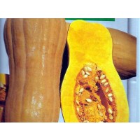 Calabaza Butternut Rugosa. 100 Gr / 600 Semil