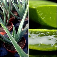 Planta ALOE Vera. Propiedades Medicinales. Al