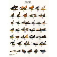 Poster Patos II