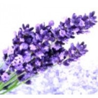 Lavanda Lavandula Officinalis. 500 Semillas.