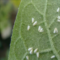 Nominal Insecticida Regulador de Crecimiento 