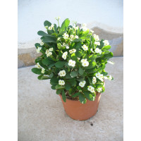 Euphorbia Milii - Espina de Cristo - Blanca/u