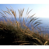 Planta de Stipa Tenacissima - Esparto. Altura