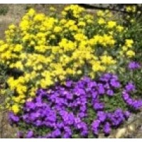 Aubretia Grandiflora Mezcla. 1600 Semillas