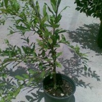 Granado de Elche en Maceta de 22 Cm