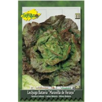 Lechuga   Maravilla de Verano-Semillas Semar 