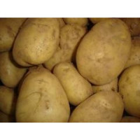 Patata Siembra Kenebec Importacion Pequeña Gr
