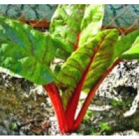 Acelga ROJA Rhubarb Chard. 8 Gramos. 560 Semi