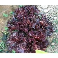 Lechuga Lollo ROJO Baby Leaf. 50 Gr / 17.000 