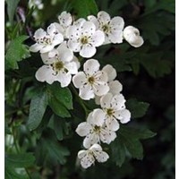 Planta de Crataegus Monogyna - Majuelo, Espin