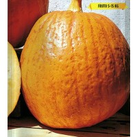 Calabaza Big Max (Gigante). Envase de 5 Gr.