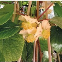 Planta de Kiwi Amarillo Actinia Deliciosa Atl