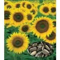 Girasol para Pipas. Helianthus Annuus. 10 Gr/