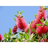 Planta de Callistemon Laevis. Altura: 40/50 C