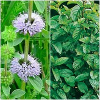 Semillas de Menta Poleo. Mentha Pulegium. 10.