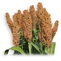 Sorgo Nutrihoney (25 Kg)