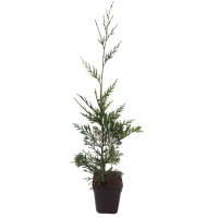 C.leylandii (50 Cm Aprox)