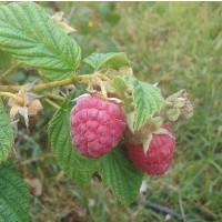 Planta de Frambuesa Rubus Idaeus Var. Autumn 