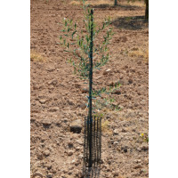 PROT Protectplant 50 X 14 Cm Negro 20 X 20 Mm