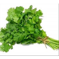 Cilantro. Coriandro.aromatica. Cultivo Ecolog