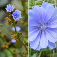 Semillas de Achicoria Silvestre.  Cichorium I