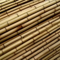 Tutores Bambú 300 Cm 22/24 Mm TAI (P 50)