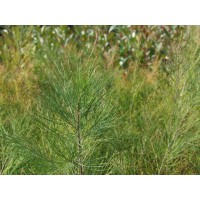 Casuarina Equisetifolia - Casuarina (Bandeja 