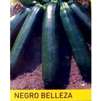 Calabacín Negro Belleza. 100 Gr / 1000 Semill