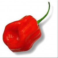 Pimiento Habanero Picante Caribbean RED Rojo.