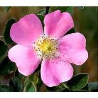 Rosal Silvestre. ROSA Canina. ROSA Mosqueta. 