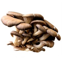 Micelio en Grano de Pleurotus Ostreatus, Seta