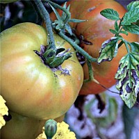 Tomate Big Rainbow, Ecológico. Envase de 50 S