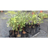 Frutal Pistacho Kerman (Hembra)En Bolsa