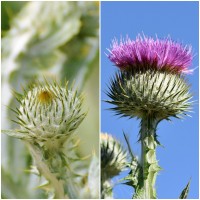 Semillas de Cardo Cynara Cardunculus. 250 Gra