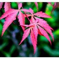 20 Semillas de ARCE Japones. Acer Palmatum.