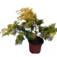 Chamaecyparis Obtusa Crippsii