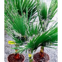 Planta de Palmera del Desierto Washingtonia F