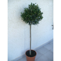 Auténtico Olivo Styl Deco, Olea Europa 140/15