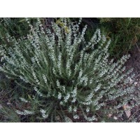 1 Planta de Thymus Zygis - Tomillo Aceitunero