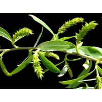 Planta de Salix Alba - Sauce Blanco. Altura 2