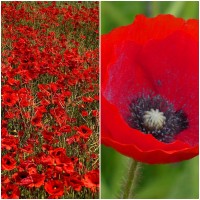 Semillas de Amapola. Papaver Rhoeas. Ecológic