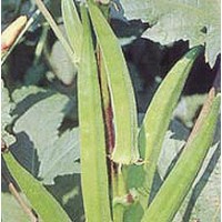 Semillas de Okra, Lady Finger (100G)