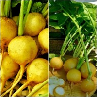 Semillas de Rabanito Amarillo Zlata. 50 Gramo