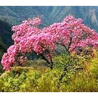 Arbol ROSA Tabebuia Rosea-Pink. 30 Semillas